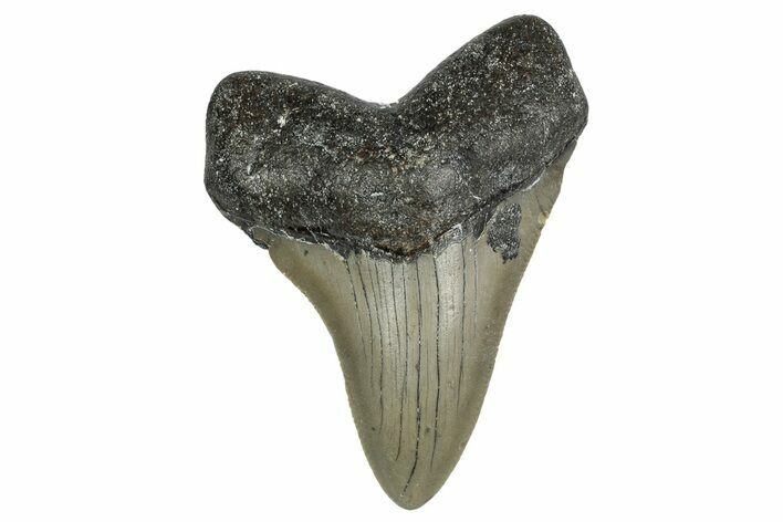 Serrated, Juvenile Megalodon Tooth - North Carolina #338510